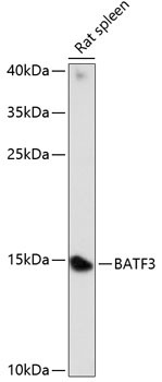 BATF3 Rabbit Polyclonal Antibody