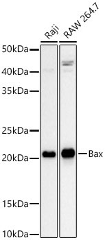 Bax Rabbit Monoclonal Antibody