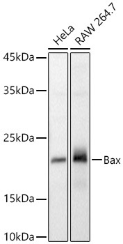 Bax Rabbit Polyclonal Antibody