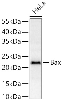 Bax Rabbit Polyclonal Antibody