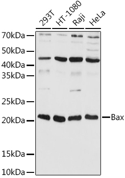 Bax Rabbit Polyclonal Antibody
