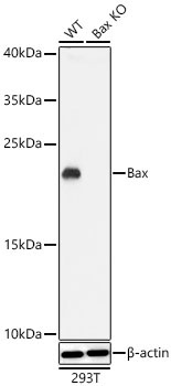 Bax Rabbit Polyclonal Antibody