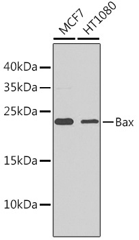 Bax Rabbit Polyclonal Antibody