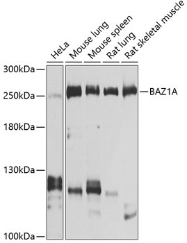 BAZ1A Rabbit Polyclonal Antibody
