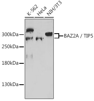 BAZ2A / TIP5 Rabbit Polyclonal Antibody