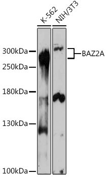 BAZ2A Rabbit Polyclonal Antibody