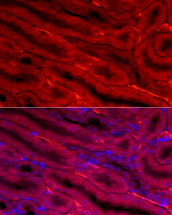 BBOX1 Rabbit Polyclonal Antibody - Image 2