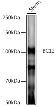 BC12 Rabbit Polyclonal Antibody