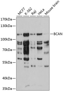 BCAN Rabbit Polyclonal Antibody