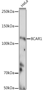 BCAR1 Rabbit Polyclonal Antibody - Image 2