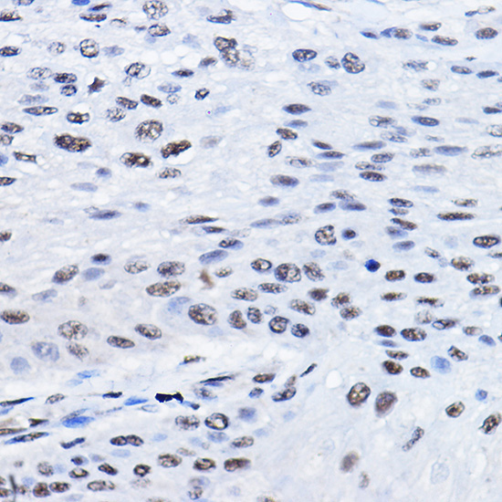 BCAS2 Rabbit Polyclonal Antibody - Image 3