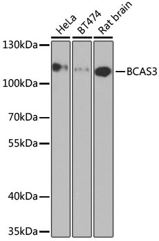 BCAS3 Rabbit Polyclonal Antibody