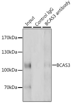 BCAS3 Rabbit Polyclonal Antibody - Image 6