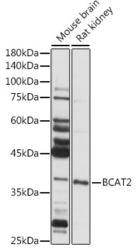 BCAT2 Rabbit Polyclonal Antibody - Image 2