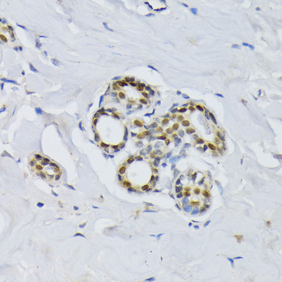 BCCIP Rabbit Polyclonal Antibody - Image 2
