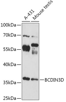 BCDIN3D Rabbit Polyclonal Antibody