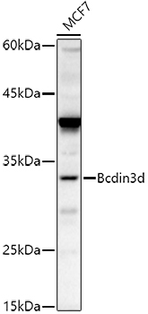 Bcdin3d Rabbit Polyclonal Antibody
