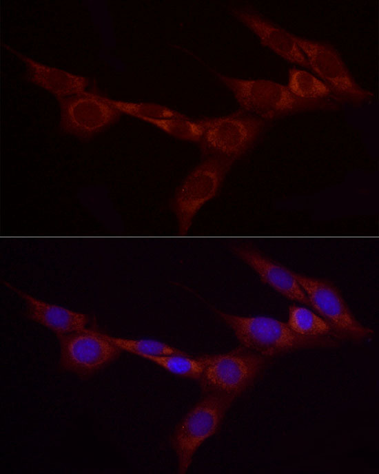Bcdin3d Rabbit Polyclonal Antibody - Image 2