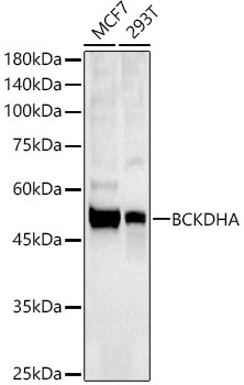BCKDHA Rabbit Polyclonal Antibody