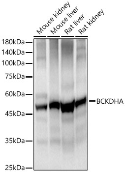 BCKDHA Rabbit Polyclonal Antibody - Image 2