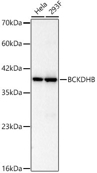 BCKDHB Rabbit Monoclonal Antibody
