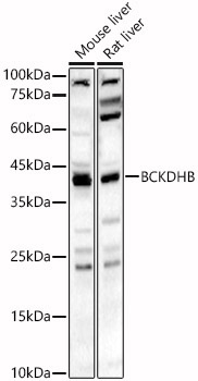 BCKDHB Rabbit Polyclonal Antibody
