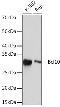 Bcl10 Rabbit Monoclonal Antibody