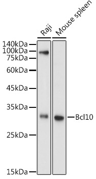 Bcl10 Rabbit Polyclonal Antibody - Image 2