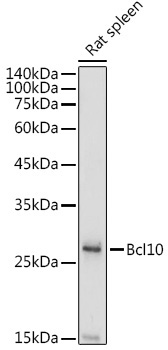 Bcl10 Rabbit Polyclonal Antibody - Image 3