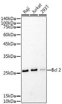 Bcl-2 Mouse Monoclonal Antibody