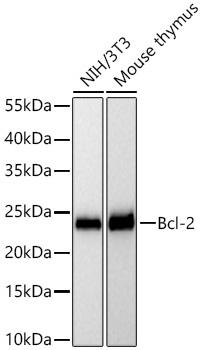 Bcl-2 Rabbit Monoclonal Antibody