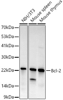 Bcl-2 Rabbit Monoclonal Antibody