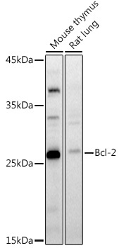 Bcl-2 Rabbit Polyclonal Antibody