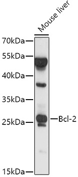 Bcl-2 Rabbit Polyclonal Antibody