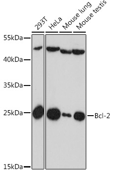 Bcl-2 Rabbit Polyclonal Antibody