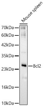 Bcl-2 Rabbit Polyclonal Antibody