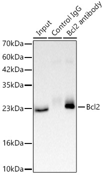 Bcl-2 Rabbit Polyclonal Antibody - Image 2