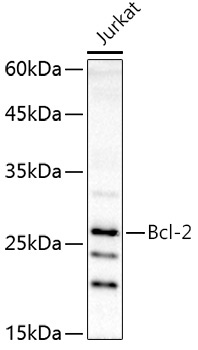 Bcl-2 Rabbit Polyclonal Antibody
