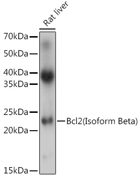 Bcl-2(Isoform Beta) Rabbit Polyclonal Antibody