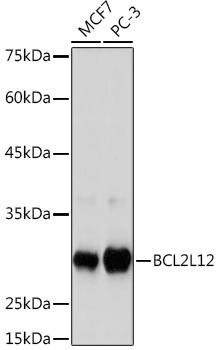 BCL2L12 Rabbit Monoclonal Antibody