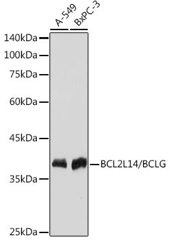 BCL2L14/BCLG Rabbit Monoclonal Antibody