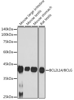 BCL2L14/BCLG Rabbit Monoclonal Antibody - Image 2