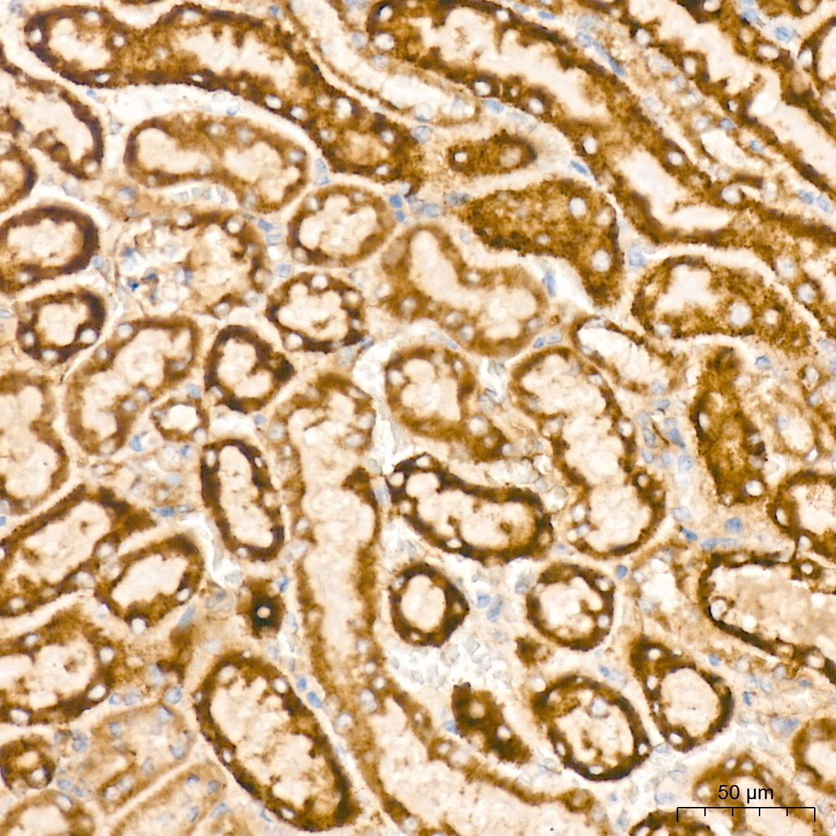 BCL2L14/BCLG Rabbit Monoclonal Antibody - Image 3