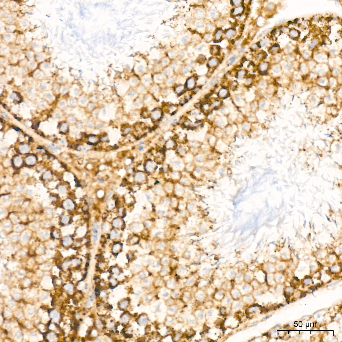 BCL2L14/BCLG Rabbit Monoclonal Antibody - Image 6