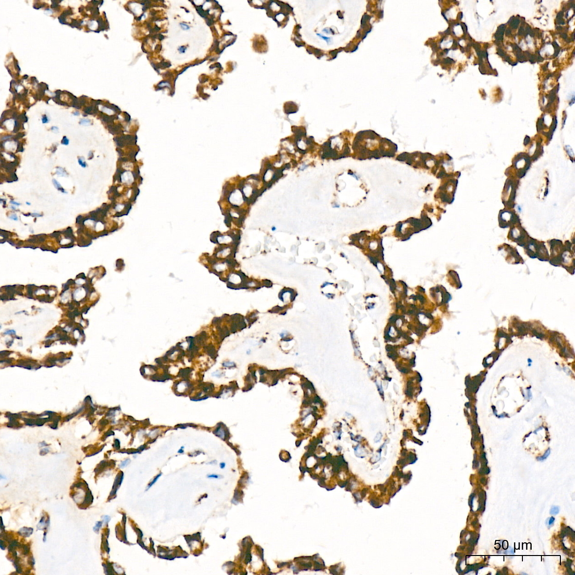 BCL2L14/BCLG Rabbit Monoclonal Antibody - Image 7