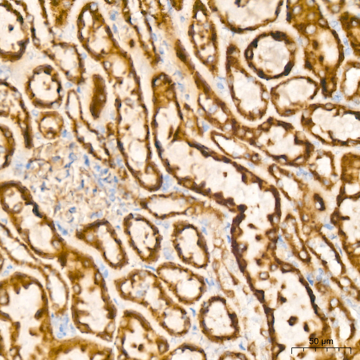 BCL2L14/BCLG Rabbit Monoclonal Antibody - Image 8