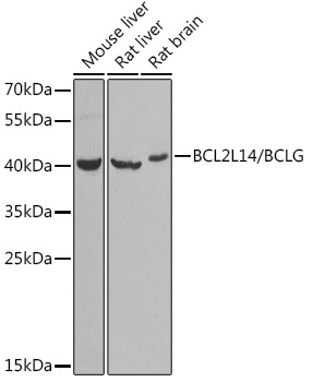 BCL2L14/BCLG Rabbit Polyclonal Antibody