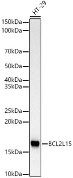 BCL2L15 Rabbit Monoclonal Antibody