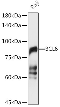 BCL6 Rabbit Polyclonal Antibody