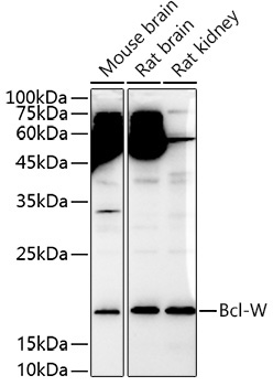 Bcl-W Rabbit Polyclonal Antibody